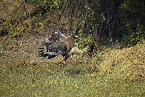 Crested Serpent Eagle - attempting to catch prey Crested Serpent Eagle - attempting to catch prey