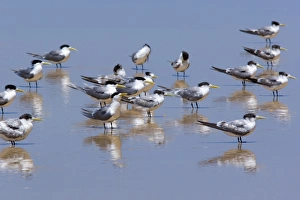 Crested Tern - flock of adult and juvenile individuals resting on a beach Crested Tern - flock of adult and juvenile individuals resting on a beach