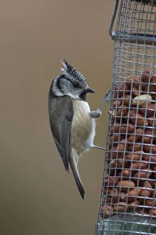 Crested Tit - adult tit at a bird feeder - Scotland