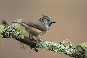 Crested Tit - adult tit perched on branch - Scotland