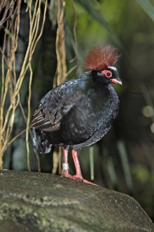 Crested Wood-partridge - male bird Crested Wood-partridge - male bird