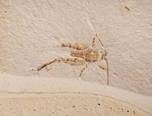 Cricket Fossil