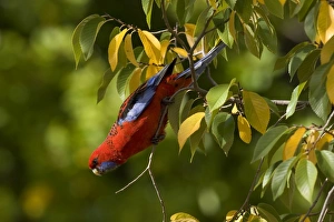 Crimson Rosella - adult Crimson Rosella in a tree with autumn-coloured foliage looking Crimson Rosella - adult Crimson Rosella in a tree with autumn-coloured foliage looking