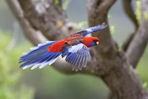 Crimson Rosella - adult in flight is about to land on a tree Crimson Rosella - adult in flight is about to land on a tree