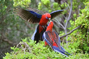 Crimson Rosella - two adults about to kiss each other