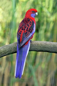 Images Dated 12th October 2006: Crimson Rosella - perched on branch, Dortmund, Germany