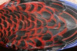 Barbs Gallery: Crimson Rosella back plumage - detail