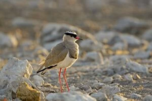 Images Dated 25th April 2000: Crowned Lapwing / Plover - At dawn - Northern Namibia - Africa