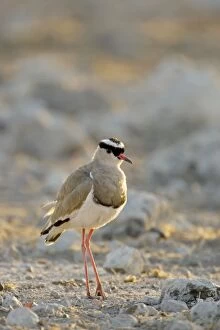 Images Dated 25th April 2000: Crowned Lapwing / Plover - At dawn- Northern Namibia- Africa