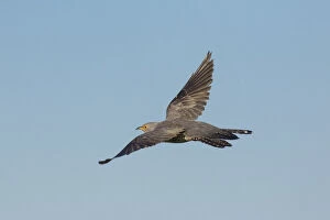 Cuckoos Gallery: Cuckoo - adult bird in flight - Germany