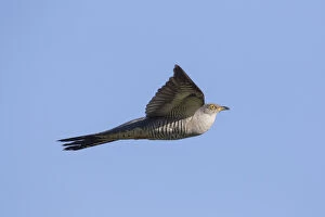 Common Cuckoo Gallery: Cuckoo - adult bird in flight - Germany