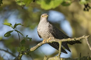 Common Cuckoo Gallery: Cuckoo - adult bird perched on branch - Germany