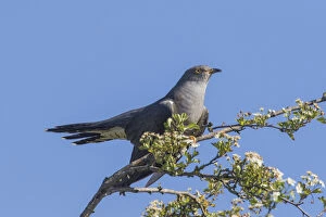 Cuculus Canorus Gallery: Cuckoo - adult bird perched on branch - Germany