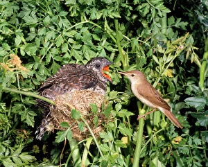 Images Dated 30th November 2010: Cuckoo - young in Reed Warbler nest being feed - UK