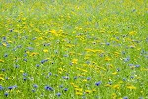 Swirling Gallery: Cultivated flower meadow in wind, Norfolk UK