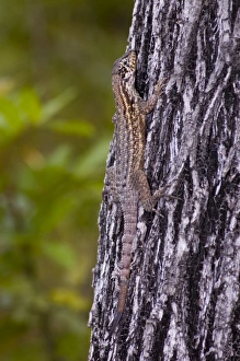 Curly-tailed Lizard resting on tree trunk Curly-tailed Lizard resting on tree trunk
