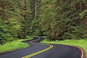 Curving Gallery: Curving road though lush forest, Olympic National