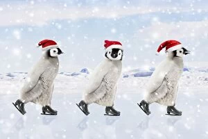 Cute Emperor Penguin - three chicks ice skating