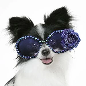 Cute Papillon Dog smiling and wearing blue glasses with a flower