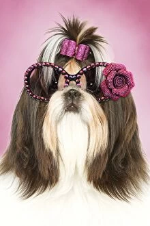 Cute Shih Tzu dog with pink bow in hair and sunglasses