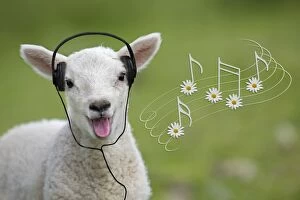 Cute spring lamb singing wearing headlines with daisy music