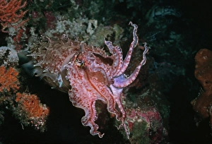 Cuttlefish - This cuttlefish changes colour and shape constantly Cuttlefish - This cuttlefish changes colour and shape constantly