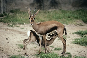 Cuviers gazelle - female with Infant suckling. Also known as Cuviers gazelle - female with Infant suckling. Also known as
