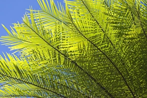 Cycads after the fire - detail of a cycad's freshly sprouted leaves after a wildfire Cycads after the fire - detail of a cycad's freshly sprouted leaves after a wildfire