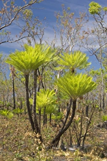 Cycads after the fire - forest in Far North of the Northern Territory after a wildfire Cycads after the fire - forest in Far North of the Northern Territory after a wildfire