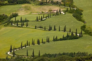 Images Dated 21st January 2013: Cypress tree lined switchbacks near La Foce