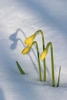 Daffodils flowering through spring snowfall Daffodils flowering through spring snowfall
