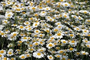 Images Dated 30th May 2003: Daisies - Mass