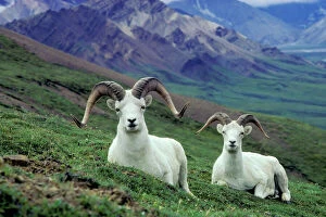 Ungulates Collection: Dall sheep rams Denali National Park, Alaska, USA MS57