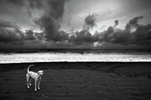 Images Dated 30th September 2007: Dalmatian. Monterico Beach - Pacific Ocean - Guatemala. Black & White