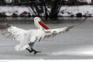 Dalmatian Pelican - in the snow. captive Dalmatian Pelican - in the snow. captive