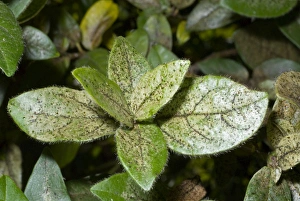 Damage to foliage of ornamental shrub caused by infestation of thrips Damage to foliage of ornamental shrub caused by infestation of thrips