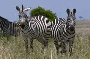 Common Zebra Print, Masai Mara National Reserve, Kenya