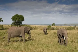 African Elephant Print, Masai Mara National Reserve, Kenya