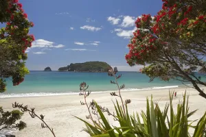 North Island Prints: Pohutukawa Tree Print in Hahei, New Zealand