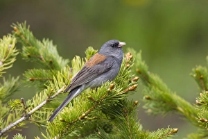Dark-eyed Junco - on breeding territory in the Snowy Range of Wyoming Dark-eyed Junco - on breeding territory in the Snowy Range of Wyoming