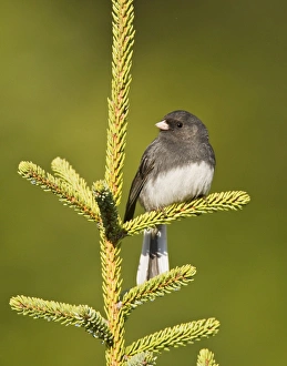 Dark-eyed Junco - Slate Colored race Dark-eyed Junco - Slate Colored race