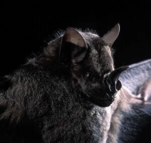 Phyllostomidae Gallery: Dark Fruit-eating Bat