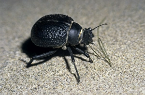 Darkling Beetle - active at dusk and dawn - feeds on grass sprouts in sand dunes of Darkling Beetle - active at dusk and dawn - feeds on grass sprouts in sand dunes of