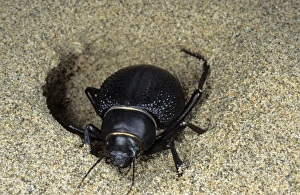 Darkling Beetle - emerges from day shelter in sand where he buries itself to escape heat Darkling Beetle - emerges from day shelter in sand where he buries itself to escape heat