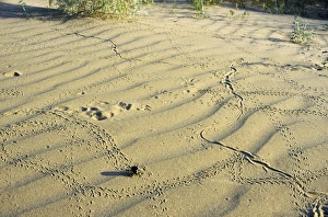 Darkling Beetle - along with various prints left on sand after night activity of beetles Darkling Beetle - along with various prints left on sand after night activity of beetles