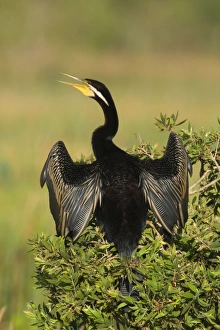 Darter - adult with bill open sitting on a bush with its wings half opened to dry them in Darter - adult with bill open sitting on a bush with its wings half opened to dry them in