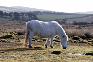Dartmoor Pony in winter coat eating the last of the overgrazed winter grass Dartmoor Pony in winter coat eating the last of the overgrazed winter grass