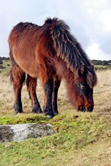 Images Dated 16th January 2010: Dartmoor Pony in winter coat eating the last of the overgrazed winter grass