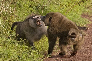 Baboons Collection: DDE-90022319