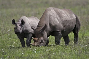 Black Rhinoceros Collection: DDE-90022767
